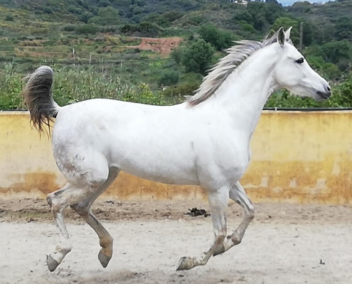 Ranch Siesta Los Rubios Estepona ruta de caballos horse riding stables