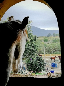 Ranch Siesta Los Rubios Estepona ruta de caballos horse riding stables