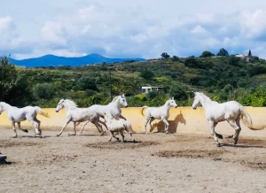 Ranch Siesta Los Rubios Estepona ruta de caballos horse riding stables