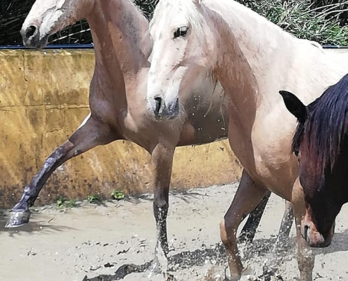 Ranch Siesta Los Rubios Estepona ruta de caballos horse riding stables