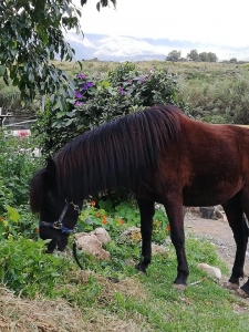 Ranch Siesta Los Rubios Estepona ruta de caballos horse riding stables