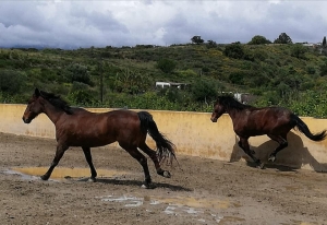 Ranch Siesta Los Rubios Estepona ruta de caballos horse riding stables