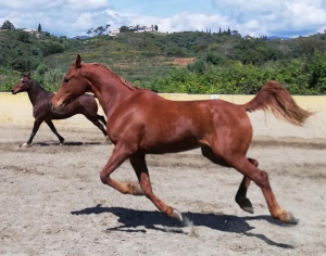 Ranch Siesta Los Rubios Estepona ruta de caballos horse riding stables