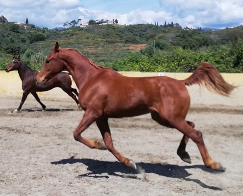 Ranch Siesta Los Rubios Estepona ruta de caballos horse riding stables