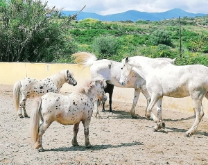 Ranch Siesta Los Rubios Estepona ruta de caballos horse riding stables