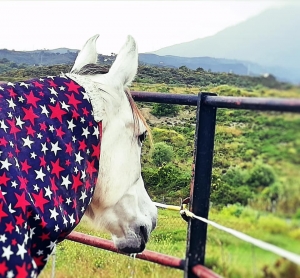 Ranch Siesta Los Rubios Estepona ruta de caballos horse riding stables