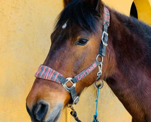 THE BEATLES John, Paul, Ringo & George at Ranch Siesta Los Rubios riding stables Estepona
