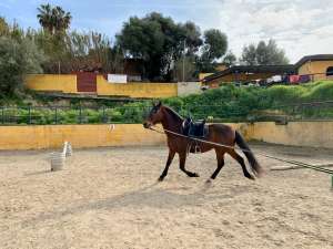 THE BEATLES John, Paul, Ringo & George at Ranch Siesta Los Rubios riding stables Estepona