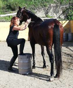 The Beatles bootcamp fabulous four horses at Ranch Siesta Los Rubios John Paul Ringo and George