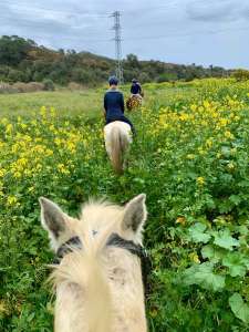 THE BEATLES John, Paul, Ringo & George at Ranch Siesta Los Rubios riding stables Estepona