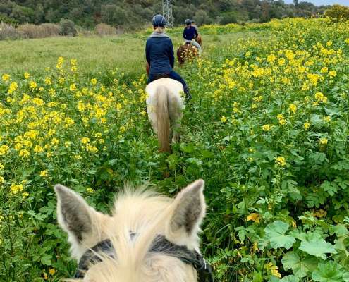 THE BEATLES John, Paul, Ringo & George at Ranch Siesta Los Rubios riding stables Estepona