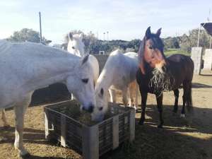 The Beatles bootcamp fabulous four horses at Ranch Siesta Los Rubios John Paul Ringo and George