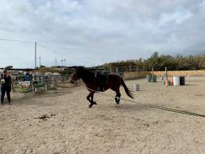 THE BEATLES John, Paul, Ringo & George at Ranch Siesta Los Rubios riding stables Estepona