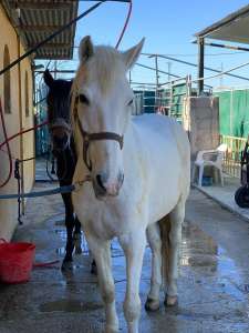 THE BEATLES John, Paul, Ringo & George at Ranch Siesta Los Rubios riding stables Estepona