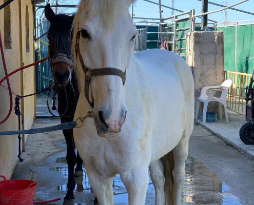 THE BEATLES John, Paul, Ringo & George at Ranch Siesta Los Rubios riding stables Estepona