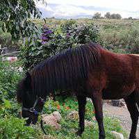 Lockdown life in Spain at Ranch Siesta Los Rubios horse riding stables Estepona