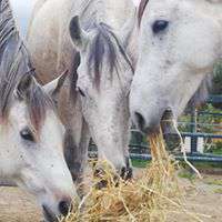 Lockdown life in Spain at Ranch Siesta Los Rubios horse riding stables Estepona