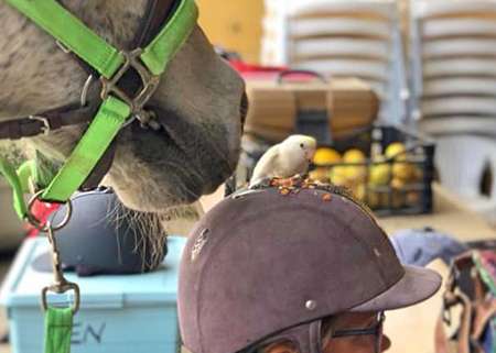 Ranch Siesta Los Rubios Estepona horse riding stables has a little bird visitor
