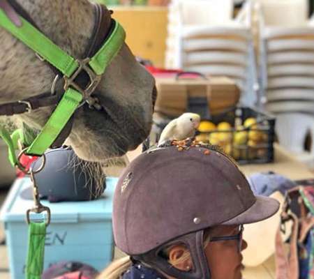 Ranch Siesta Los Rubios Estepona horse riding stables has a little bird visitor