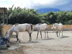 Ranch Siesta Los Rubios the greys 3 amigos arabs