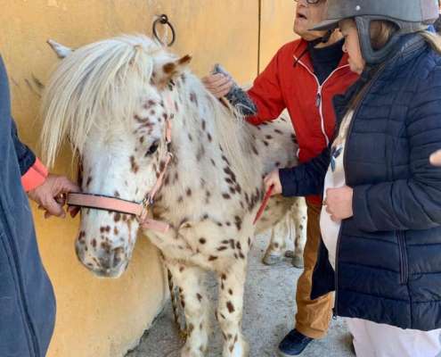Ranch Siesta Los Rubios Estepona horse riding stables Aprona disabilities group visits