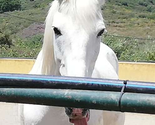 Beatles bootcamp horse time at Ranch Siesta Los Rubios