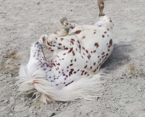 Shetland ponies at Ranch Siesta Los Rubios riding stables in Estepona