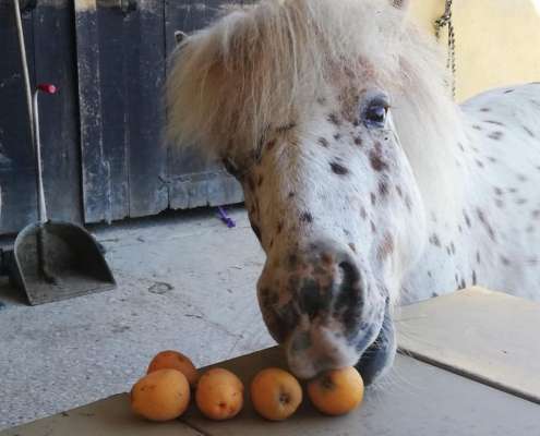 Pin the Shetland pony stealing oranges at RancH Siesta Los Rubios riding stables in Estepona