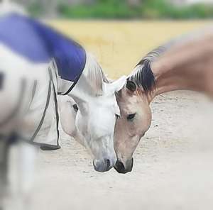 Ranch Siesta Los Rubios horse friendships during lockdown in Spain