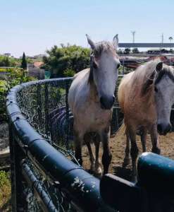Ranch Siesta Los Rubios horse friendships during lockdown in Spain