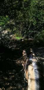 Ranch Siesta Los Rubios estepona ruta de caballos horse riding mountain hack in Estepona into the Sierra Bermeja