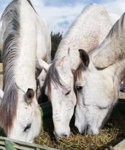 Ranch Siesta Los Rubios the greys 3 amigos arabs