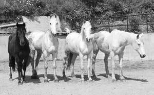 Beatles bootcamp horse time at Ranch Siesta Los Rubios