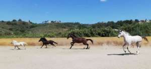 Ranch Siesta Los Rubios horse friendships during lockdown in Spain
