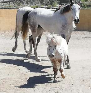 Ranch Siesta Los Rubios horse friendships during lockdown in Spain