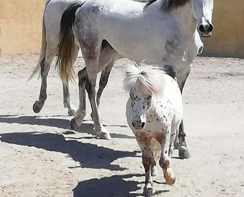 Ranch Siesta Los Rubios horse friendships during lockdown in Spain