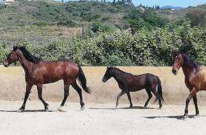 Ranch Siesta Los Rubios horse friendships during lockdown in Spain