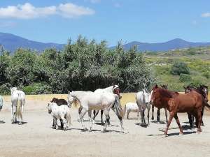 Ranch Siesta Los Rubios horse friendships during lockdown in Spain