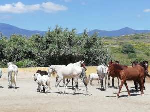 Ranch Siesta Los Rubios horse friendships during lockdown in Spain