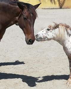 Ranch Siesta Los Rubios horse friendships during lockdown in Spain