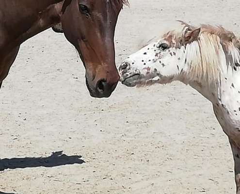Ranch Siesta Los Rubios horse friendships during lockdown in Spain