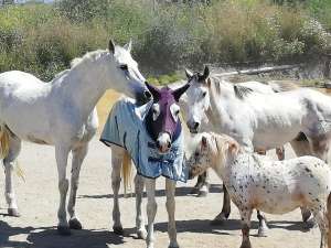 Ranch Siesta Los Rubios horse friendships during lockdown in Spain