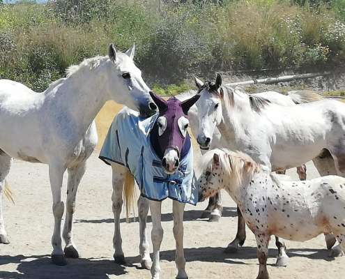 Ranch Siesta Los Rubios horse friendships during lockdown in Spain