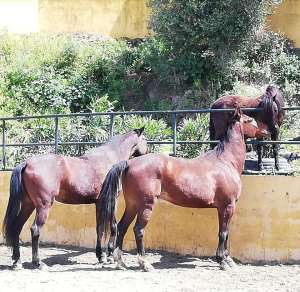 Ranch Siesta Los Rubios horse friendships during lockdown in Spain