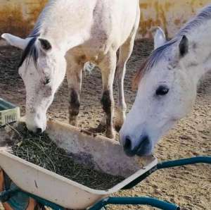 Ranch Siesta Los Rubios horse friendships during lockdown in Spain