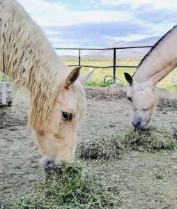 Ranch Siesta Los Rubios horse friendships during lockdown in Spain