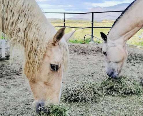 Ranch Siesta Los Rubios horse friendships during lockdown in Spain
