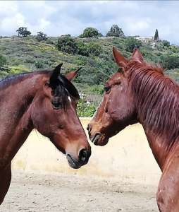 Ranch Siesta Los Rubios horse friendships during lockdown in Spain