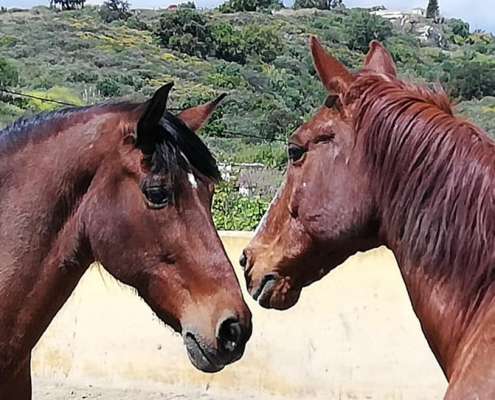 Ranch Siesta Los Rubios horse friendships during lockdown in Spain