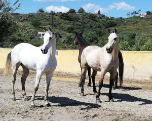 Ranch Siesta Los Rubios horse friendships during lockdown in Spain